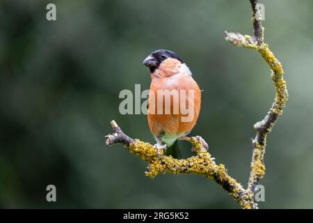 Mâle adulte Bullfinch eurasien (Pyrrhula pyrrhula) perché sur une branche en été avec un fond de feuillage vert naturel - Yorkshire, Royaume-Uni en août Banque D'Images