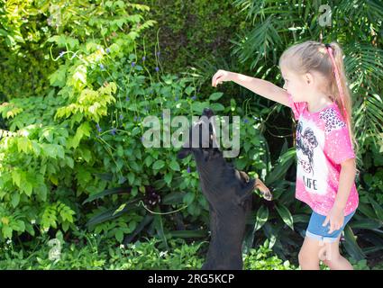 Mignon enfant caucasien joue avec un chiot. Concept de dressage de chien. Chien faisant des tours. Chien debout sur des pattes rares Banque D'Images