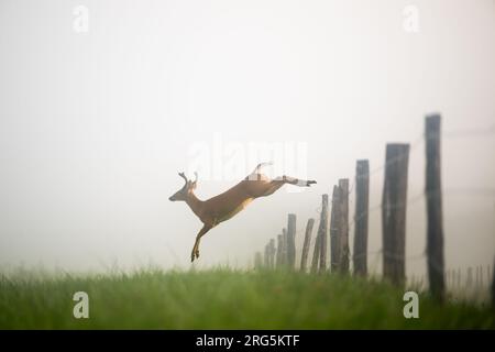 Un cerf poil blanc sautant sur une clôture par un matin brumeux dans le Tennessee Banque D'Images