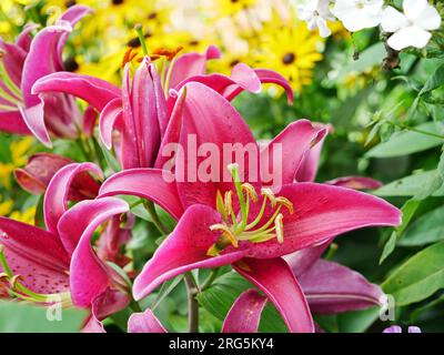 Stargazer Lilie mit prächtigen rot pinken Blüten Banque D'Images