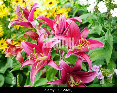 Stargazer Lilie mit prächtigen rot pinken Blüten Banque D'Images