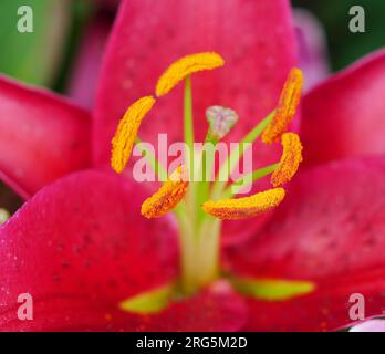 Stargazer Lilie mit prächtigen rot pinken Blüten Banque D'Images