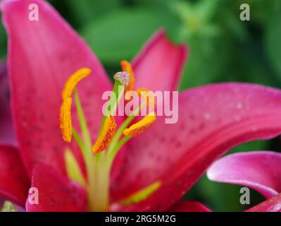 Stargazer Lilie mit prächtigen rot pinken Blüten Banque D'Images