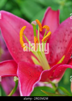 Stargazer Lilie mit prächtigen rot pinken Blüten Banque D'Images