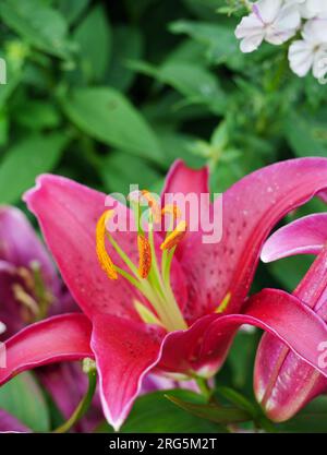 Stargazer Lilie mit prächtigen rot pinken Blüten Banque D'Images