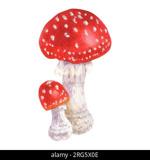 Champignons, automne, forêt. Amanita isolé sur fond blanc. Illustration à l'aquarelle. Parfait pour les cartes de vœux, couvertures, impressions, menus, motifs Banque D'Images