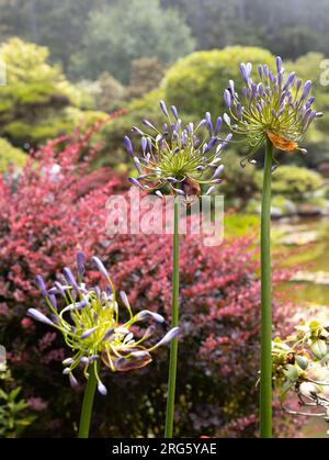 Fleurs violettes d'agapanthe. Banque D'Images
