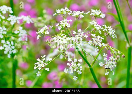 Persil de vache (anthriscus sylvestris), gros plan montrant la tête ouverte de petites fleurs blanches de la plante commune des bois et des prairies. Banque D'Images