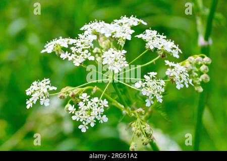 Persil de vache (anthriscus sylvestris), gros plan montrant la tête ouverte de petites fleurs blanches de la plante commune des bois et des prairies. Banque D'Images