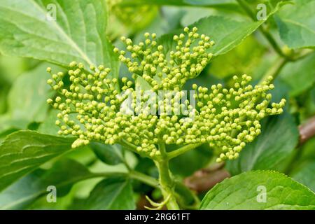 Elder (sambucus nigra), gros plan montrant une grande pulvérisation de bourgeons de fleurs sur l'arbuste au printemps. Banque D'Images