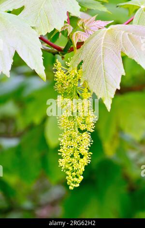 Sycamore (acer pseudoplatanus), gros plan d'une pointe solitaire de fleurs suspendue à l'extrémité d'une branche de l'arbre au printemps. Banque D'Images