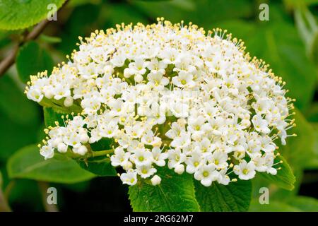 Wayfaring Tree (viburnum lantana), gros plan montrant les fleurs blanches sur une seule grande tête de fleur de l'arbre ou arbuste communément planté. Banque D'Images