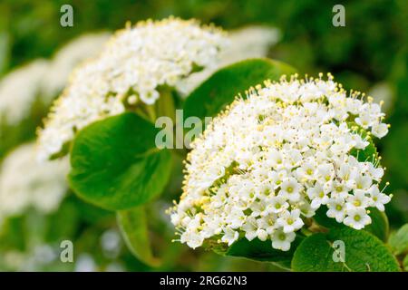 Wayfaring Tree (viburnum lantana), gros plan montrant les fleurs blanches de la grande tête de fleur de l'arbre ou arbuste communément planté. Banque D'Images