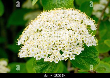 Wayfaring Tree (viburnum lantana), gros plan montrant les fleurs blanches sur une seule grande tête de fleur de l'arbre ou arbuste communément planté. Banque D'Images