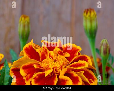 Fleurs de Marigold français (Tagetes patula) au milieu de l'été : une tapisserie vibrante d'orange, jaune et rouge au milieu de verts verdoyants dans un jardin de sérénistes - A Ma Banque D'Images