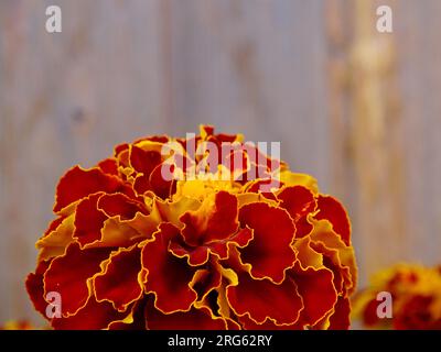 Fleurs de Marigold français (Tagetes patula) au milieu de l'été : une tapisserie vibrante d'orange, jaune et rouge au milieu de verts verdoyants dans un jardin de sérénistes - A Ma Banque D'Images