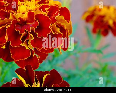 Fleurs de Marigold français (Tagetes patula) au milieu de l'été : une tapisserie vibrante d'orange, jaune et rouge au milieu de verts verdoyants dans un jardin de sérénistes - A Ma Banque D'Images