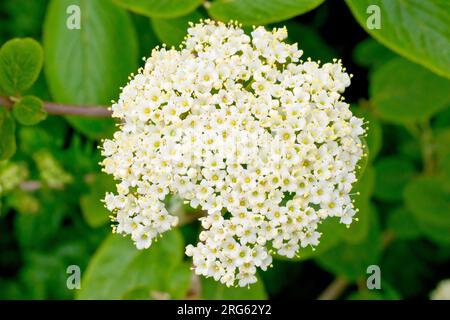 Wayfaring Tree (viburnum lantana), gros plan montrant les fleurs blanches sur une seule grande tête de fleur de l'arbre ou arbuste communément planté. Banque D'Images