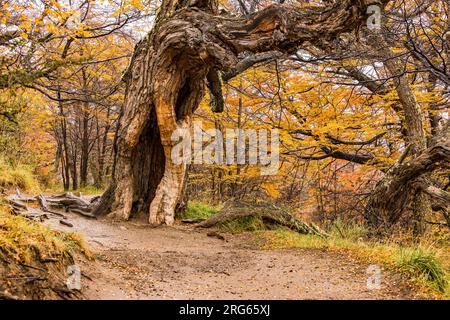 Un arbre nain avec feuillage automnal sur un sentier de randonnée dans le parc national Los Glaciares, Argentine, Patagonie Banque D'Images