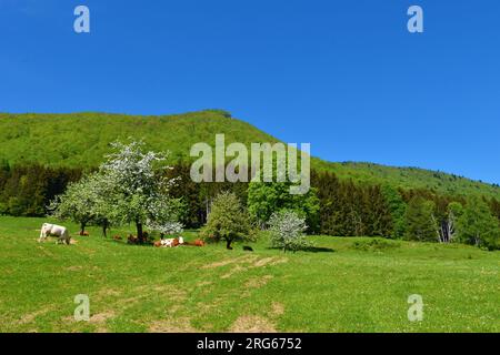 Troupeau de vaches sur la prairie bellow montagne Krokar au printemps avec des arbres fruitiers blancs en floraison Banque D'Images