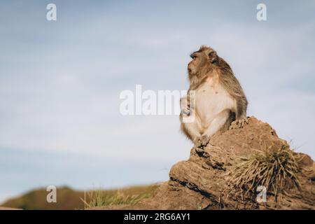 Gros plan de singe assis sur la savane de pierre avec fond de ciel bleu. Singe à fourrure regardant autour Banque D'Images