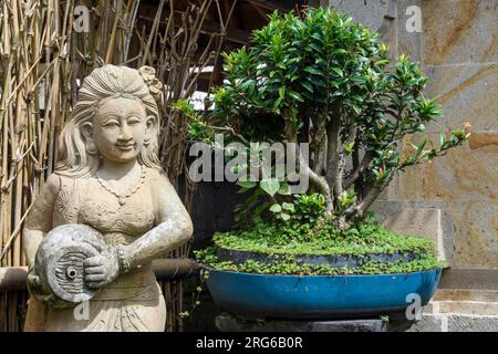 Un bonsaï, Ixora coccinea, Penglipuran Village, Bangli Regency, Bali, Indonésie Banque D'Images