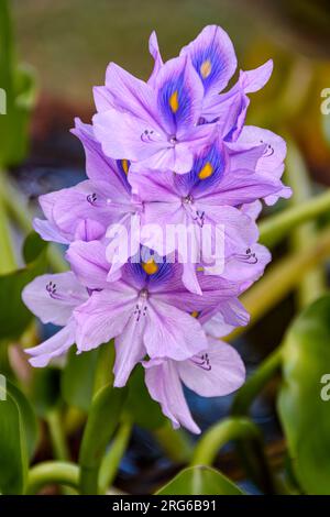 Jacinthe d'eau commune, Pontederia crassipes, l'une des plantes à croissance la plus rapide au monde, Sidemen, Karangasem, Bali, Indonésie Banque D'Images