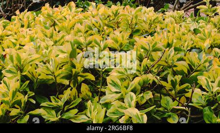 Euonymus japonicus, feuillage vert et jaune à feuilles persistantes. Bush, arbuste, plante. Banque D'Images