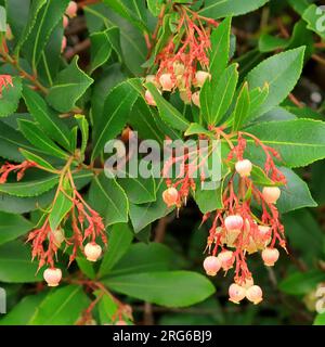 Arbutus unedo boutons floraux roses, blancs et rouges sertis sur un feuillage vert vif. Evergreen, robuste. Banque D'Images
