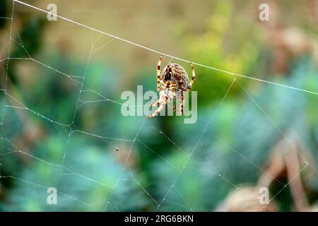 Araignée de jardin européenne avec pattes striées. Gros plan, photo macro de l'araignée sur une toile, détails sur les jambes velues et le dessous du corps. Banque D'Images