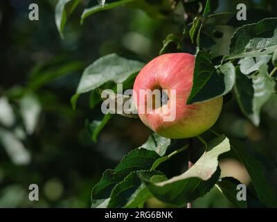 Une pomme organique accrochée à une branche de pommier. Gros plan. Banque D'Images