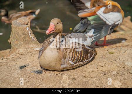 Une oie est assise sur le sol. Oies domestiques sur une prairie. Oies dans l'herbe, oiseau domestique, troupeau d'oies Banque D'Images