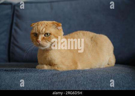 Shorn Scottish fold chat sur un canapé, vue latérale Banque D'Images