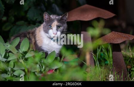 Berlin, Allemagne. 07 août 2023. Un chat est assis dans le jardin d'un militant des droits des animaux de l'organisation de protection des animaux 'la voix des animaux'. Le 8 août est la Journée internationale du chat. Crédit : Monika Skolimowska/dpa/Alamy Live News Banque D'Images