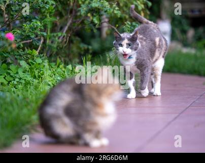 Berlin, Allemagne. 07 août 2023. Un chat se promène dans le jardin d'un militant des droits des animaux de l'organisation de protection des animaux « la voix des animaux ». Le 8 août est la journée internationale du chat. Crédit : Monika Skolimowska/dpa/Alamy Live News Banque D'Images