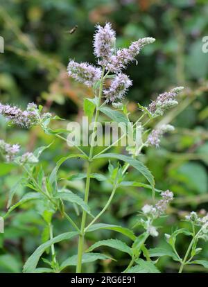 En été, la menthe à longues feuilles (Mentha longifolia) pousse dans la nature Banque D'Images