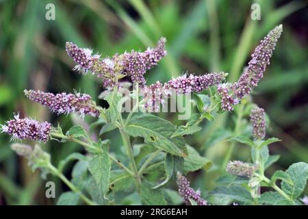 En été, la menthe à longues feuilles (Mentha longifolia) pousse dans la nature Banque D'Images