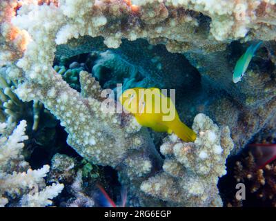 Poisson gobie corail citron - (Gobiodon citrinus) Banque D'Images