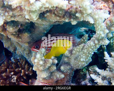 Poisson gobie corail citron - (Gobiodon citrinus) Banque D'Images