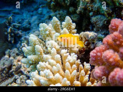 Poisson gobie corail citron - (Gobiodon citrinus) Banque D'Images