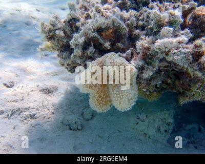 Sarcophyton est un genre de coraux de la famille des Alcyoniidae qui sont généralement gardés dans les aquariums récifaux Banque D'Images