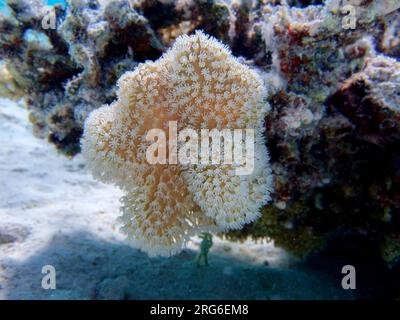 Sarcophyton est un genre de coraux de la famille des Alcyoniidae qui sont généralement gardés dans les aquariums récifaux Banque D'Images