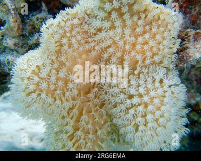 Sarcophyton est un genre de coraux de la famille des Alcyoniidae qui sont généralement gardés dans les aquariums récifaux Banque D'Images