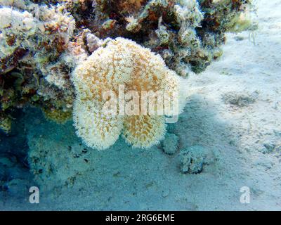 Sarcophyton est un genre de coraux de la famille des Alcyoniidae qui sont généralement gardés dans les aquariums récifaux Banque D'Images