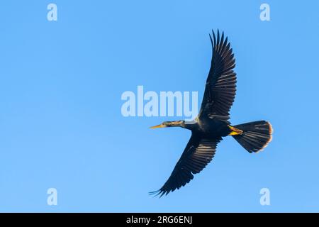 Anhinga (Anhinga anhinga) Flying, Southeastern USA, par Dominique Braud/Dembinsky photo Assoc Banque D'Images