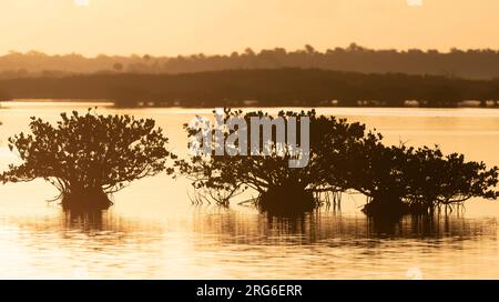 Mangroves rouges (Rhizophora mangle) Merritt Island National Wildlife refuge, Floride, États-Unis, par Dominique Braud/Dembinsky photo Assoc Banque D'Images