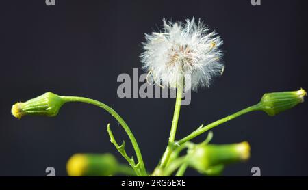 Dans la nature, Senecio vulgaris pousse comme une mauvaise herbe Banque D'Images