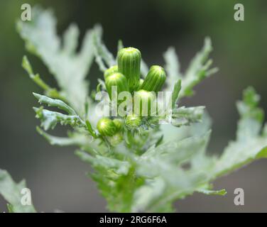 Dans la nature, Senecio vulgaris pousse comme une mauvaise herbe Banque D'Images