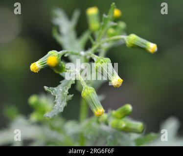 Dans la nature, Senecio vulgaris pousse comme une mauvaise herbe Banque D'Images