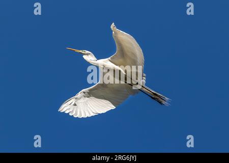 Grande Egret (Ardea alba), ailes déployées, glissant dans les airs. Ciel bleu en arrière-plan. Morro Bary, Californie. Banque D'Images